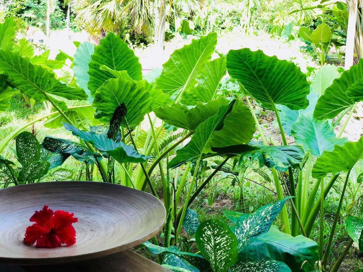 Bliss Hotel Praslin Гранд-Анс Екстер'єр фото
